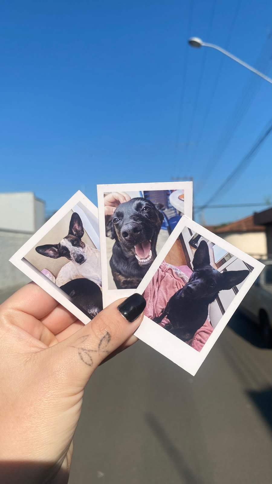 Mão segurando três mini polaroids de cachorros